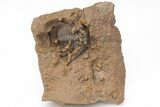 Spiny Leonaspis Trilobite With Prepared Microfossils #213271-1